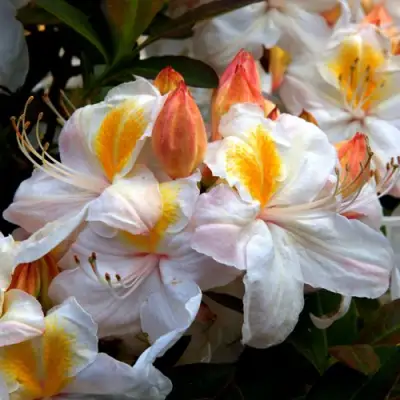 Азалия СИЛЬВЕР СЛИППЕР листопадная в Колодищи