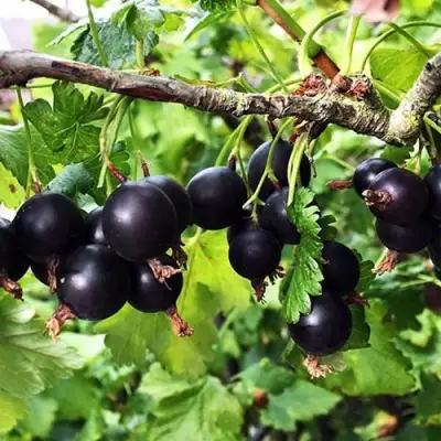 Йошта КРЫМСКАЯ в Колодищи