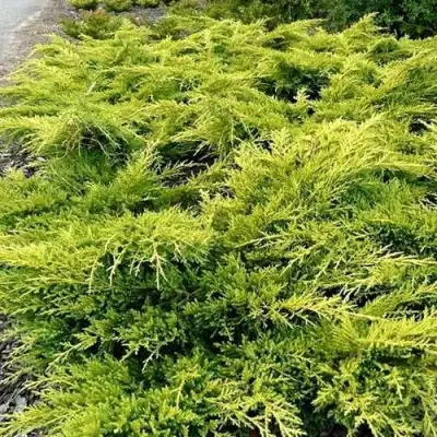 Можжевельник ОЛД ГОЛД средний в Колодищи