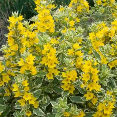 Вербейник АЛЕКСАНДР точечный в Колодищи