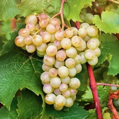 Виноград КРИСТАЛЛ в Колодищи