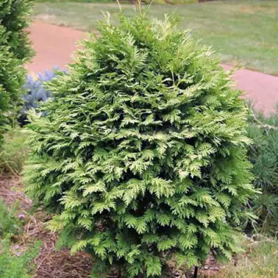 Туя ВАРЕАНА ЛЮТЕСЦЕНС западная в Колодищи