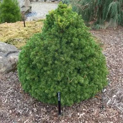 Ель ТОМПА обыкновенная в Колодищи