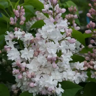 Сирень КРАСАВИЦА МОСКВЫ в Колодищи