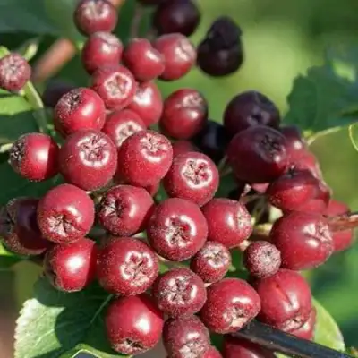 Рябина БУРКА сладкоплодная в Колодищи