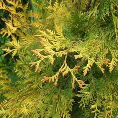 Туя ГОЛДЕН БРАБАНТ западная в Колодищи