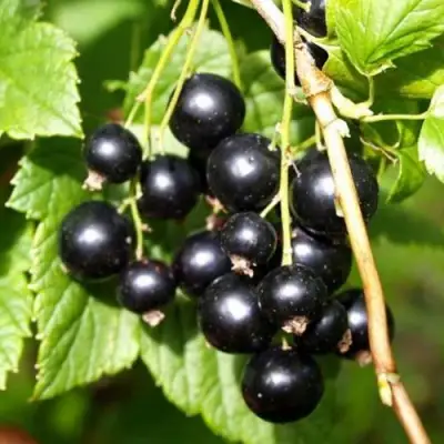 Смородина чёрная ПАМЯТЬ ВАВИЛОВА в Колодищи