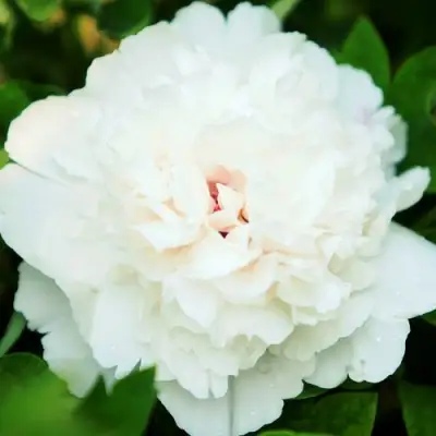 Пион СНЕЖНАЯ КРЕПОСТЬ древовидный в Колодищи