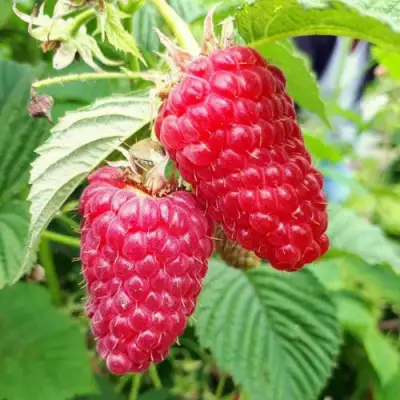 Малина ПШЕХИБА в Колодищи