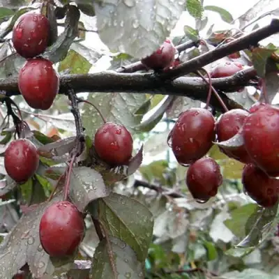 Слива НИГРА растопыреная в Колодищи