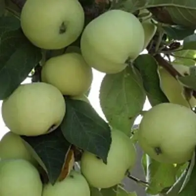 Яблоня ПАПИРОВКА в Колодищи