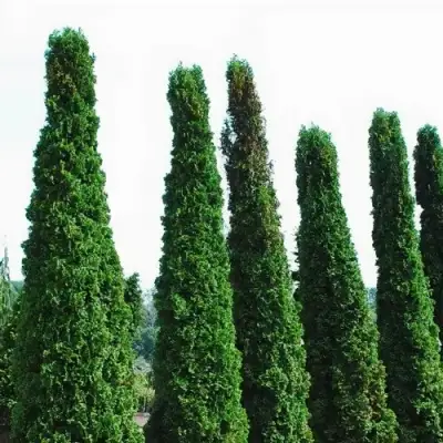 Туя ДЕГРУТ СПАЙР западная в Колодищи