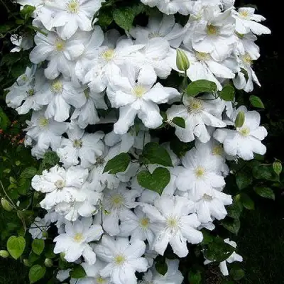 Клематис ТОКИ в Колодищи