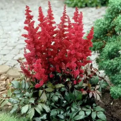 Астильба ГРАНАТ Арендса в Колодищи