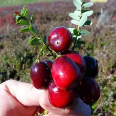 Клюква СТАНКОВИЧ в Колодищи