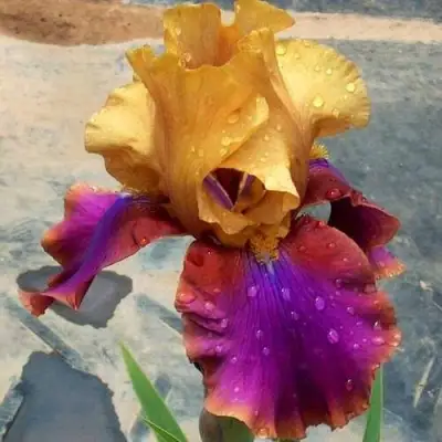 Ирис ГАЛА МАДРИД бородатый в Колодищи