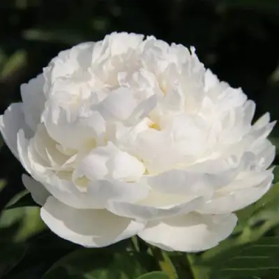 Пион СНЕЖНАЯ КРЕПОСТЬ древовидный в Колодищи