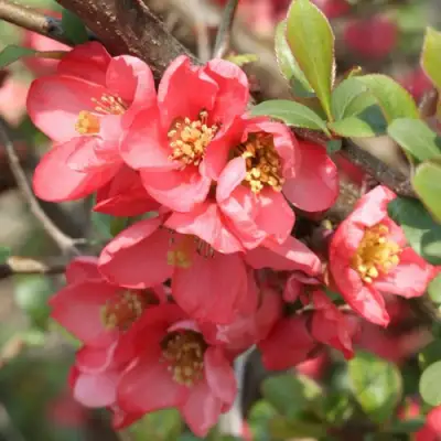 Айва ПИНК КВИН в Колодищи