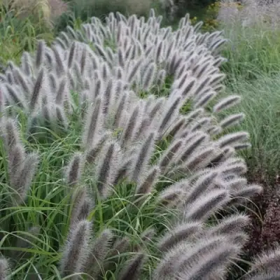 Пеннисетум БЛЭК БЬЮТИ в Колодищи