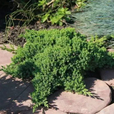 Можжевельник АВАСИ лежачий  в Колодищи