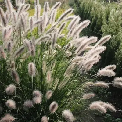 Пеннисетум ЛЕДИ Ю в Колодищи