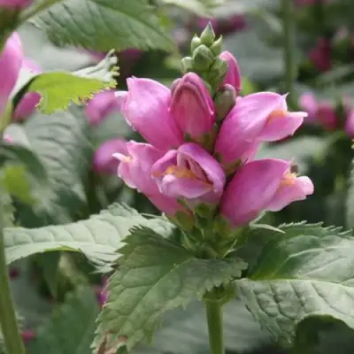 Хелоне КОСАЯ в Колодищи