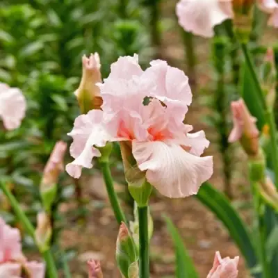 Ирис ПИНК ХОРАЙЗОН бородатый в Колодищи
