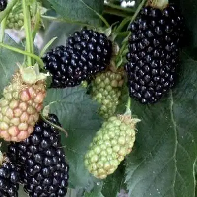 Ежевика ПРАЙМ АРК ФРИДОМ ремонтантная  в Колодищи