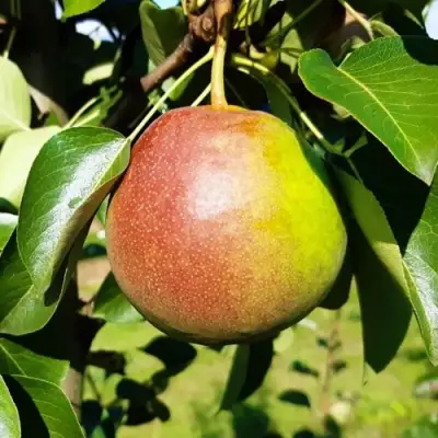 Груша КУПАЛА в Колодищи