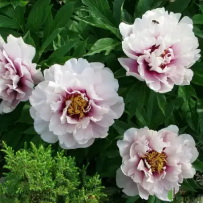 Пион КОРА ЛУИЗА ито-гибрид в Колодищи