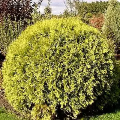 Туя ГЛОБОЗА АУРЕА западная в Колодищи