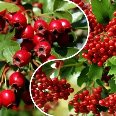 Комплект БУДЬ ЗДОРОВ в Колодищи