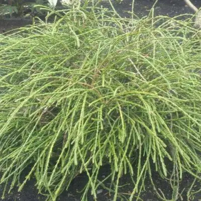 Туя ФИЛИФОРМИС   в Колодищи