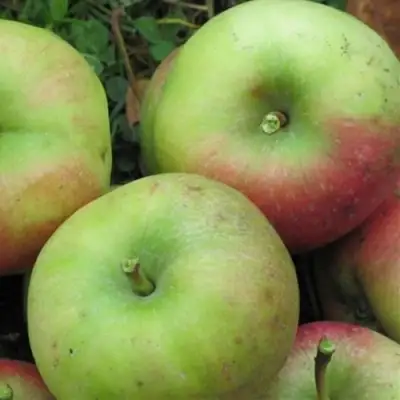 Яблоня ПАМЯТЬ СИКОРЫ в Колодищи