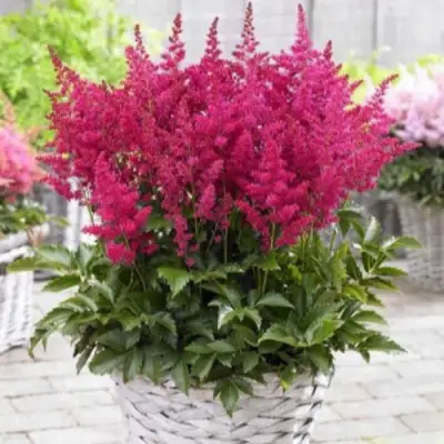 Астильба ЛАКИ ДЕЙ Арендса в Колодищи