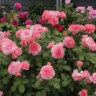 Роза ИНСТИТУТ ЛЮМЬЕР шраб в Колодищи