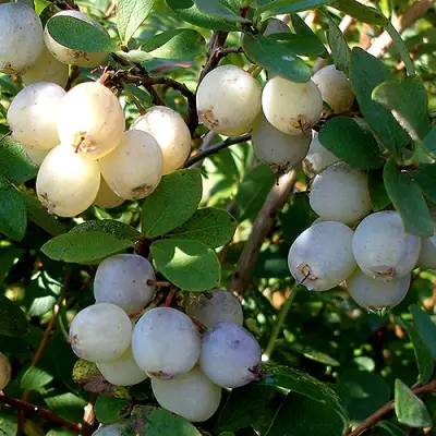 Голубика СНЕГУРОЧКА в Колодищи