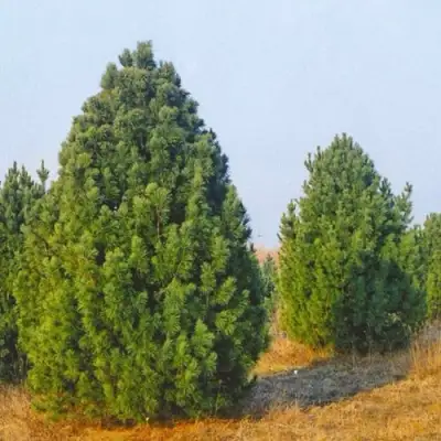 Сосна черная ПИРАМИДАЛИС в Колодищи