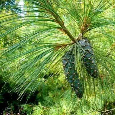 Сосна гриффита в Колодищи