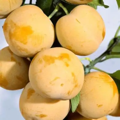 Слива РЕНКЛОД ранний в Колодищи