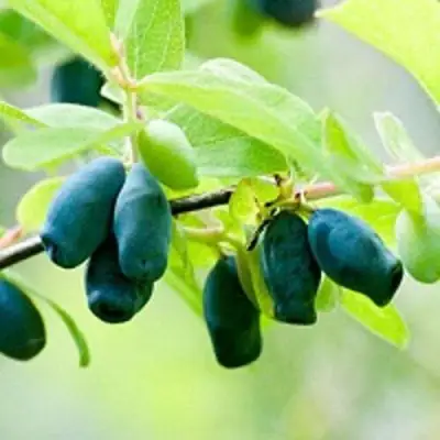 Жимолость съедобная АМФОРА в Колодищи