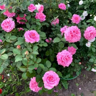 Роза ЭШЛИ чайно-гибридная в Колодищи