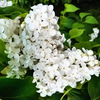 Сирень МАЛЕНЬКИЙ ПРИНЦ в Колодищи