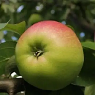 Яблоня СОКОЛОВСКОЕ стелющаяся в Колодищи