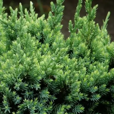 Можжевельник ХОЛГЕР чешуйчатый в Колодищи