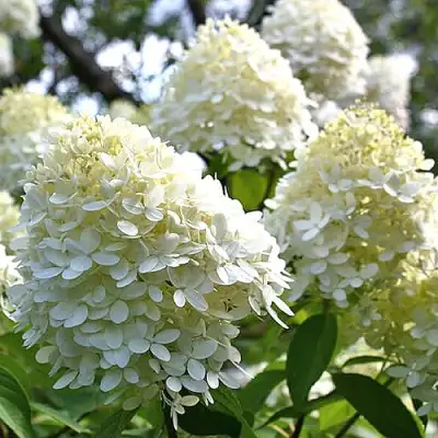 Гортензия БОМБШЕЛ метельчатая в Колодищи