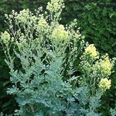 Василистник ГЛАУКУМ желтый в Колодищи