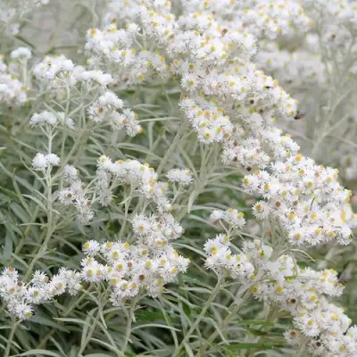 Анафалис ЖЕМЧУЖНЫЙ в Колодищи