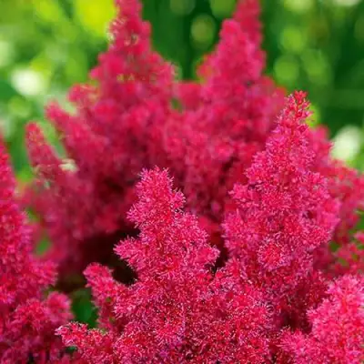 Астильба КОБЛЕНЦ японская в Колодищи