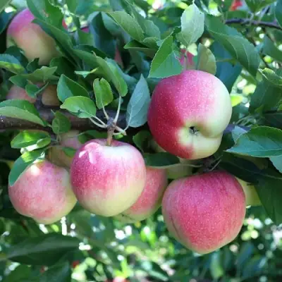 Яблоня ГРУШОВКА МОСКОВСКАЯ в Колодищи